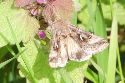 <i>Autographa gamma</i>