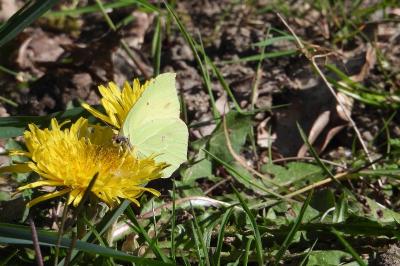 Gonepteryx rhamni
