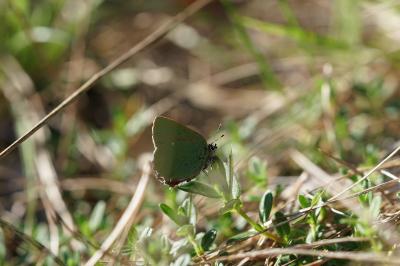 <i>Callophrys rubi</i>