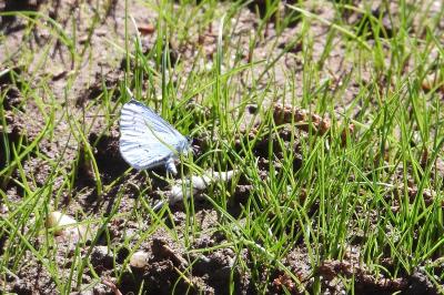 <i>Celastrina argiolus</i>