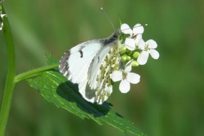 <i>Anthocharis cardamines</i>