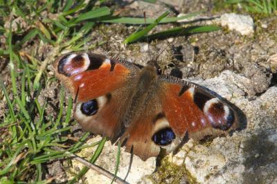 <i>Aglais io</i>