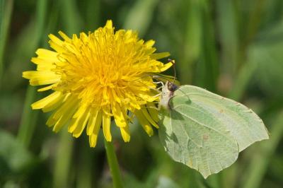 <i>Gonepteryx rhamni</i>