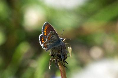 <i>Aricia agestis</i>