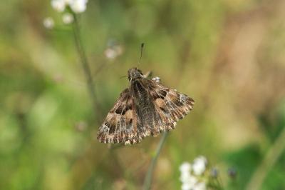 <i>Carcharodus alceae</i>