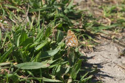 <i>Issoria lathonia</i>