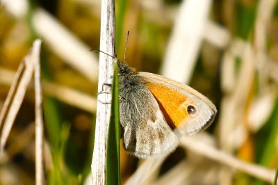 <i>Coenonympha pamphilus</i>