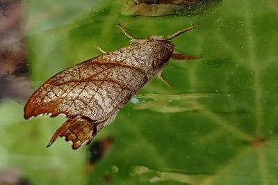 <i>Falcaria lacertinaria</i>