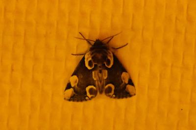 <i>Thyatira batis</i>