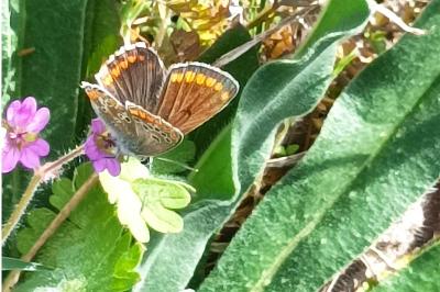 <i>Aricia agestis</i>
