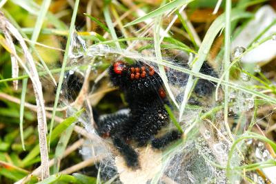 <i>Melitaea cinxia</i>