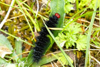 <i>Melitaea cinxia</i>