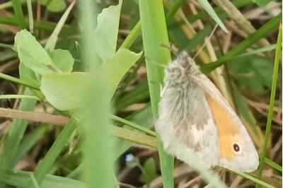 <i>Coenonympha pamphilus</i>