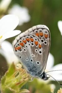 <i>Aricia agestis</i>