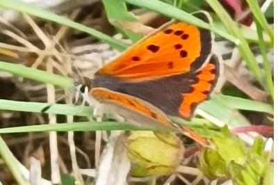 <i>Lycaena phlaeas</i>