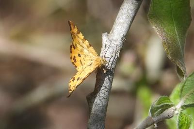 <i>Pseudopanthera macularia</i>