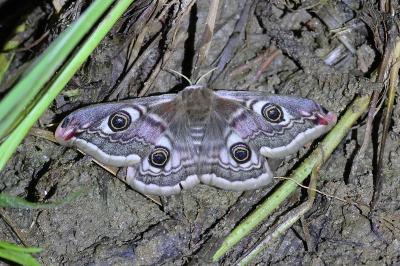 <i>Saturnia pavonia</i>
