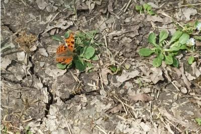 <i>Polygonia c-album</i>