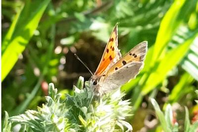 <i>Lycaena phlaeas</i>