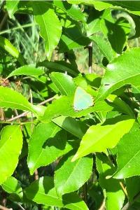 <i>Callophrys rubi</i>