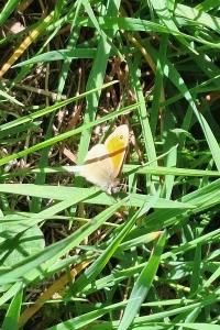 <i>Coenonympha pamphilus</i>