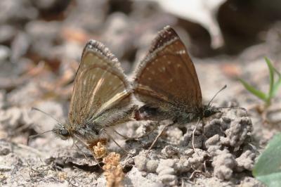 <i>Erynnis tages</i>