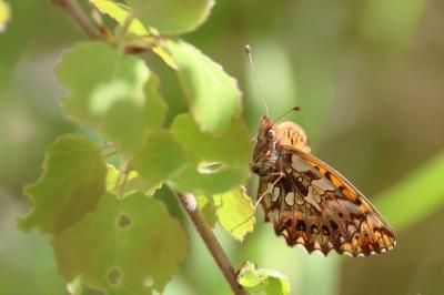 <i>Boloria dia</i>