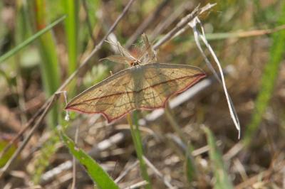 <i>Timandra comae</i>