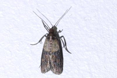 <i>Plodia interpunctella</i>
