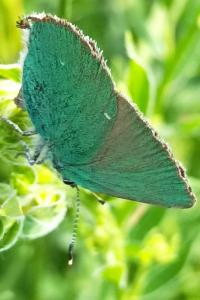 <i>Callophrys rubi</i>
