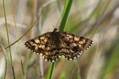 <i>Ematurga atomaria</i>