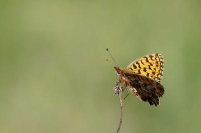 <i>Boloria dia</i>