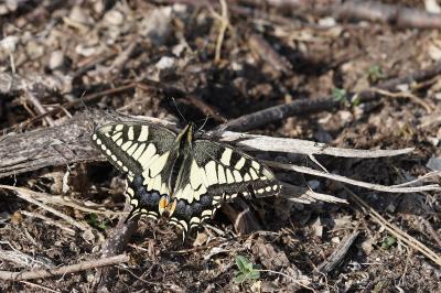<i>Papilio machaon</i>