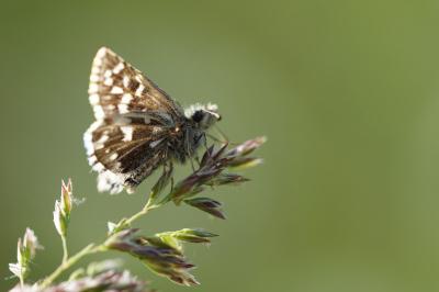 <i>Pyrgus malvae</i>