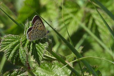 <i>Lycaena tityrus</i>