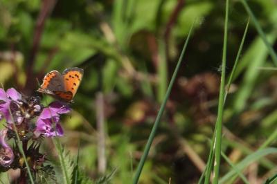 <i>Lycaena phlaeas</i>