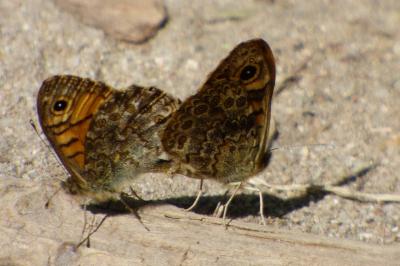 Lasiommata megera