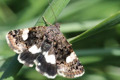 <i>Tyta luctuosa</i>