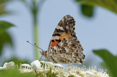 <i>Vanessa cardui</i>