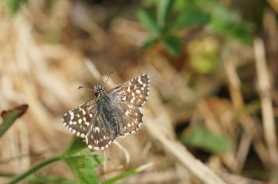 <i>Pyrgus malvae</i>