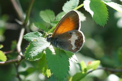 <i>Coenonympha arcania</i>