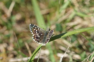 <i>Pyrgus malvae</i>