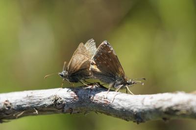 <i>Erynnis tages</i>