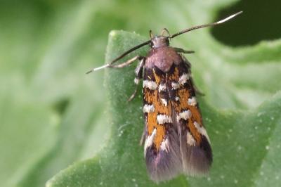 <i>Pancalia leuwenhoekella</i>