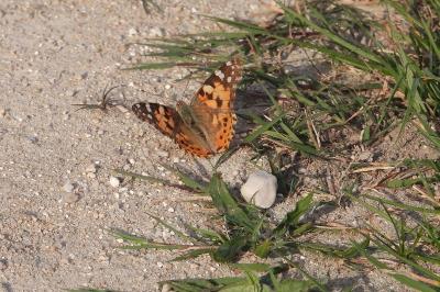 <i>Vanessa cardui</i>