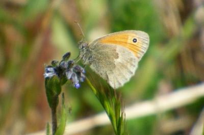 <i>Coenonympha pamphilus</i>