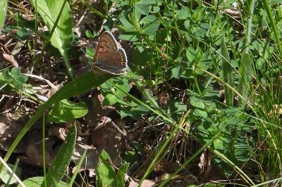 <i>Lycaena tityrus</i>
