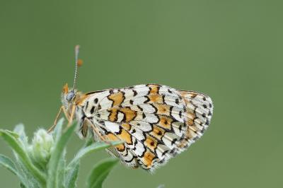 <i>Melitaea cinxia</i>