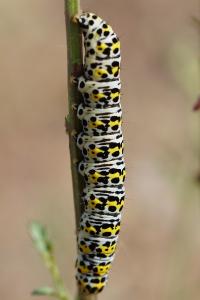 <i>Cucullia scrophulariae</i>