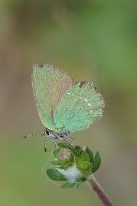 <i>Callophrys rubi</i>